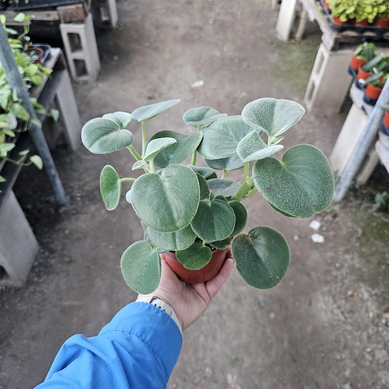FunFoliage Peperomia incana - Thumbnail 3