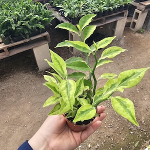 May include: A small potted plant with variegated green and yellow leaves. The plant is in a brown pot and is being held in a person's hand.