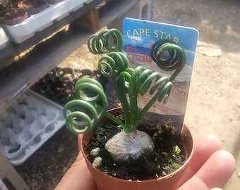 Albuca spiralis ‘Frizzle Sizzle’/ Corkscrew Albuca/ Rare Plant/ Plant Addict/ 2in pot | Bulb | 4in pot