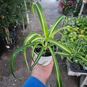 May include: A green and white spider plant in a white pot. The plant has long, thin leaves with white stripes.