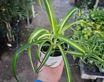 Bonnie Curly Spider Plant | 4in pot