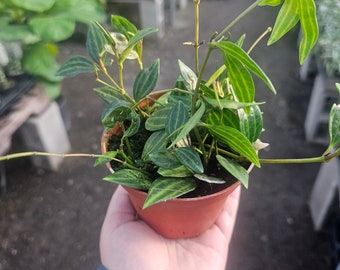 Peperomia Funky Frog | Peperomia Angulata| 4in pot