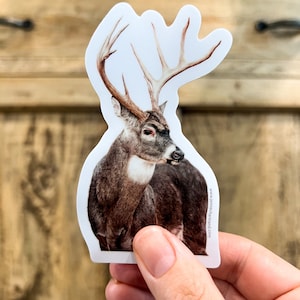Weißschwanz Buck Sticker - &quot;Prince&quot; Buntstift Kunstwerk