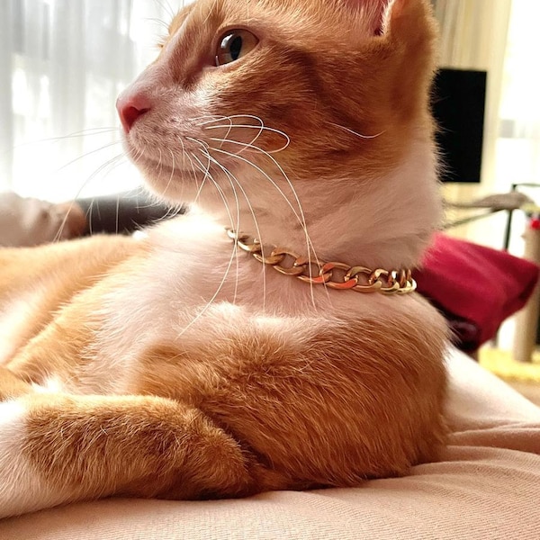 Collar Gold Cat Collar Silver Cat and Dog Collar