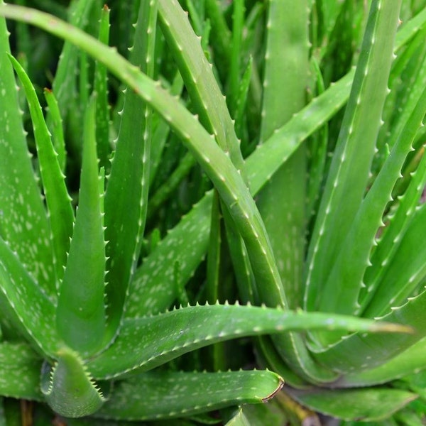 Aloe barbadensis miller Aloe Vera-Pflanze, lebende Bio-Aloe Vera-Pflanze, 100 % natürliche Aloe Vera-Pflanze ohne Topf, indische Aloe Vera-Pflanze