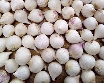 Single Clove Garlic Ek Pothi Lahsun Garlic Bulb (New Crop)