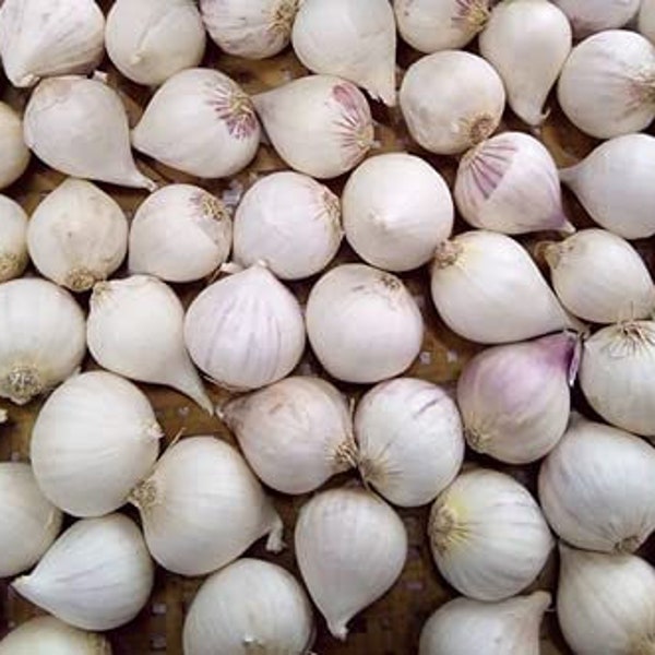 Single Clove Garlic Ek Pothi Lahsun Garlic Bulb (New Crop)