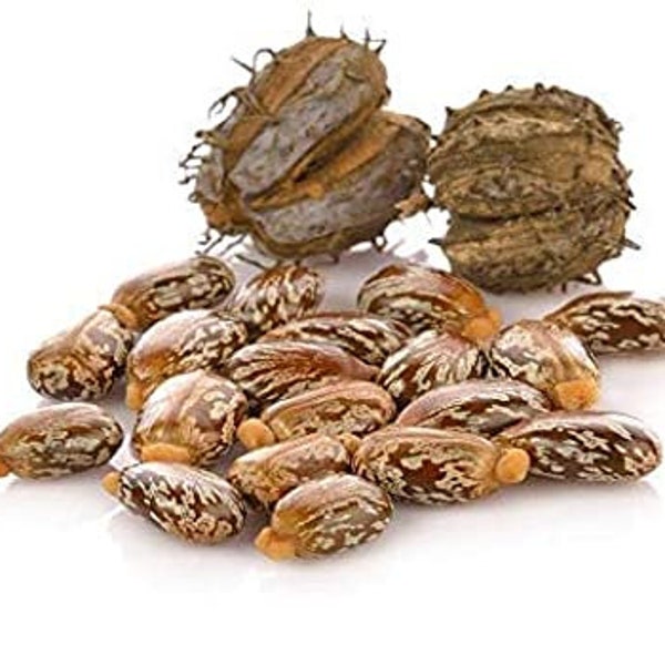 Castor Seed - Arandi Beej - Arand Seed - Erand Seed - Ricinus Communis Seed - Arand Beej - Arandi Ke Beej  Beej Erand - Beej Arand