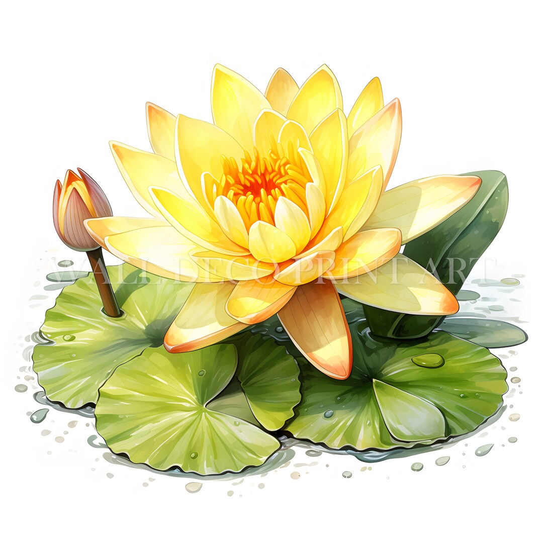 Yellow Water Lily Clipart - 10 High Quality JPG - Instant Digital ...