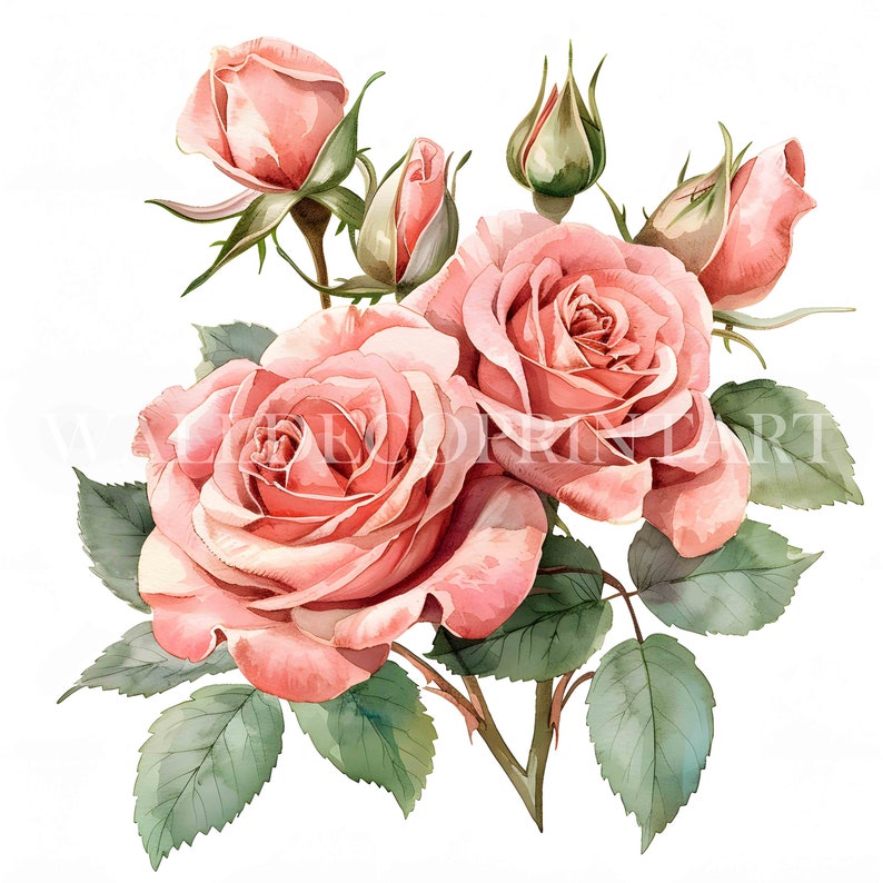 10 Pink Roses Clipart Bundle - 10 High Quality Jpgs - Digital Download ...