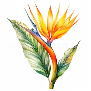 Bird of Paradise Flowers Clipart - 10 High Quality JPG - Instant Download for Commercial Use, Vibrant colours, Digital Paper Craft, Journals