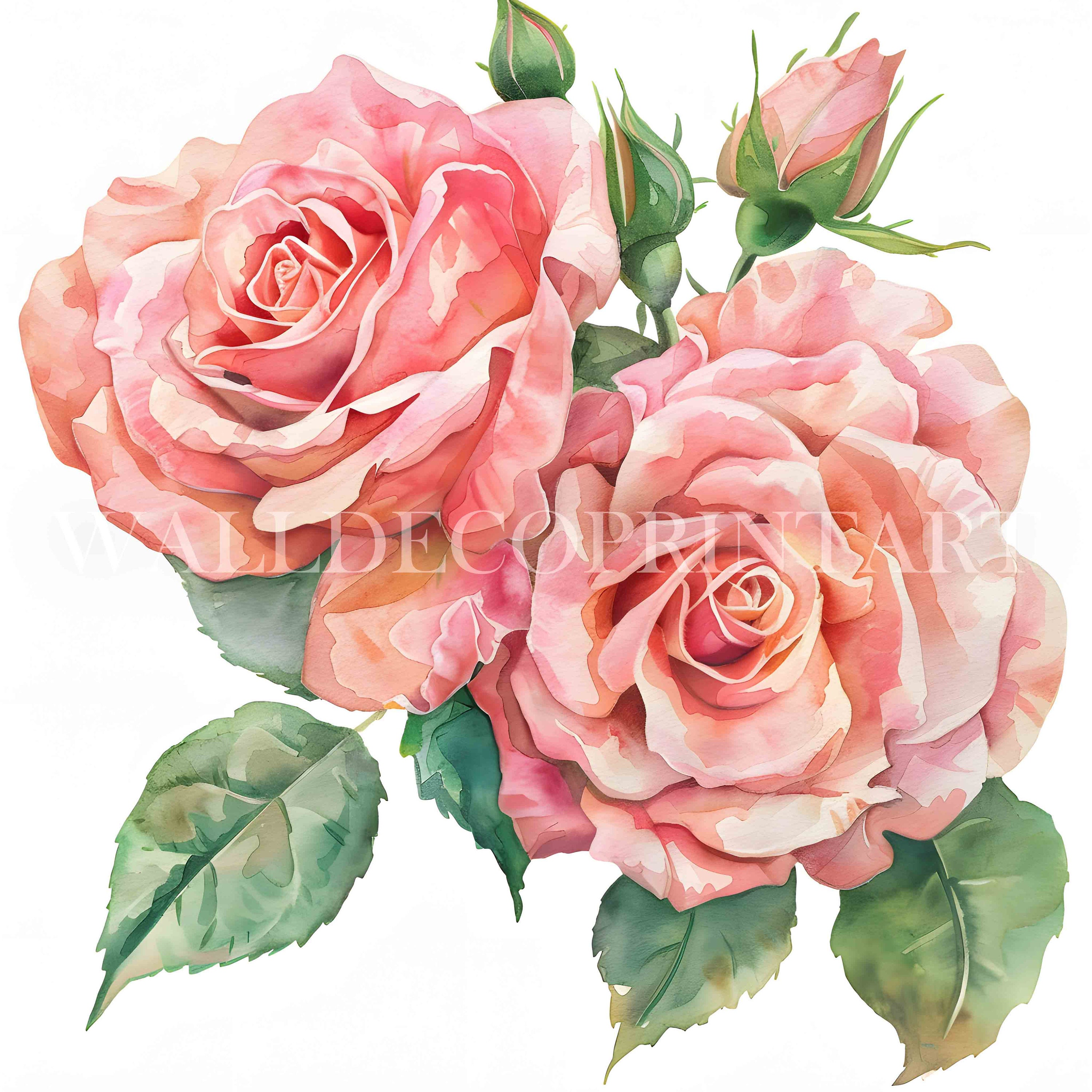 10 Pink Roses Clipart Bundle - 10 High Quality Jpgs - Digital Download ...