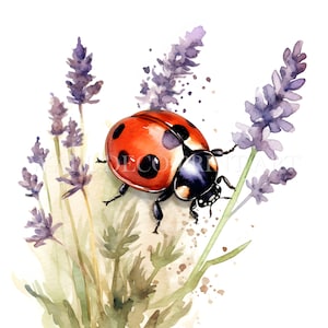 Bellissimo pacchetto di clipart di COCCINELLE - 11 JPG di alta qualità - Download digitali - Uso commerciale, acquerello, tecniche miste, artigianato digitale su carta