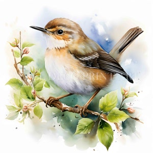 Wren Bird With Flower Clipart Bundle - 10 JPG di alta qualità - Download digitali - Uso commerciale, acquerello, tecniche miste, artigianato di carta, tazza