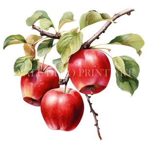 Apfel auf dem Zweig Clipart Bundle - 10 hochwertige JPGs - Digital Download - Kommerzielle Nutzung Aquarell Mixed Media Papier Handwerk Obst Lebensmittel