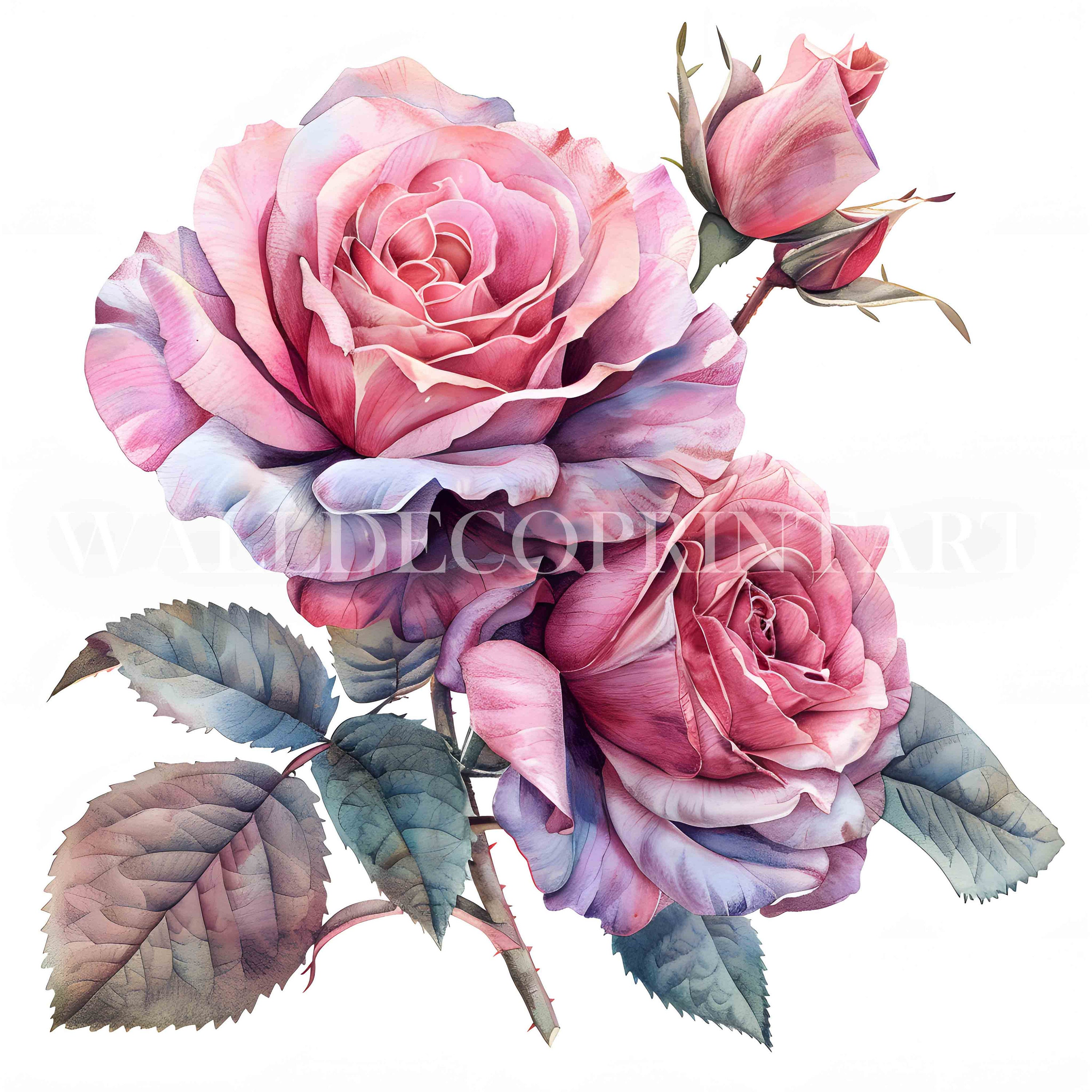 10 Pink Roses Clipart Bundle - 10 High Quality Jpgs - Digital Download ...