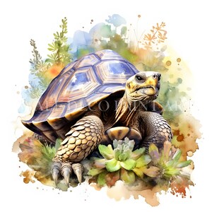 Bellissimo pacchetto di clipart di tartarughe - 10 JPG di alta qualità - Download digitali - Uso commerciale, acquerello, tecniche miste, artigianato digitale su carta