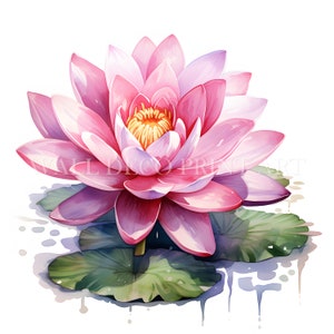 Ninfea rosa Clipart - 10 JPG di alta qualità - Download digitali istantanei - Uso commerciale gratuito, arte murale, tecniche miste, artigianato digitale su carta