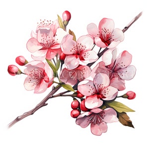 Kirschblüte Clipart - 10 hochwertige JPGs - sofortige digitale Downloads - kostenlose kommerzielle Nutzung, Wandkunst, Mischtechnik, digitales Papiermodell
