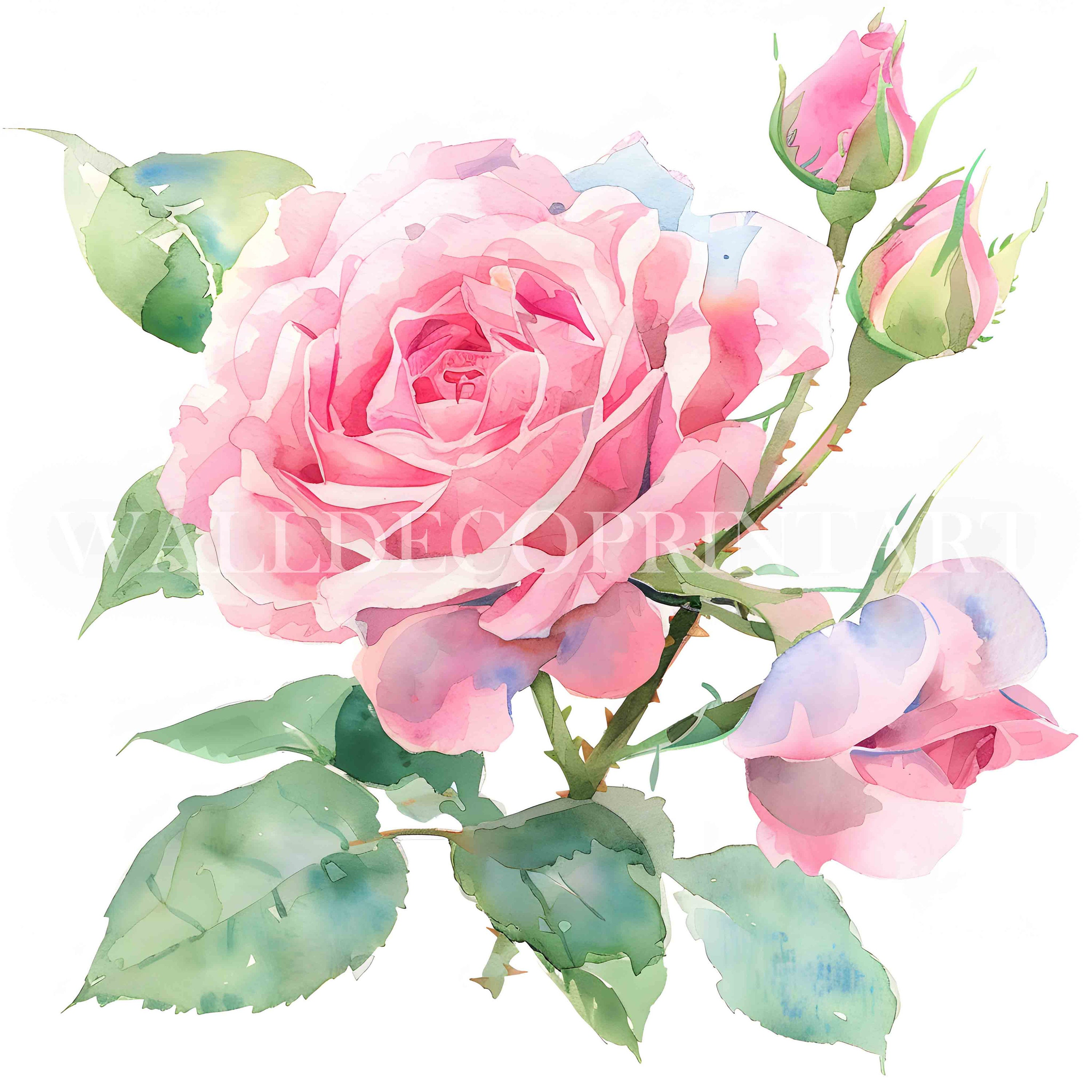 10 Pink Roses Clipart Bundle - 10 High Quality Jpgs - Digital Download ...