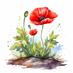 Pacote de clipart de flor de papoula vermelha - 10 JPGs de alta qualidade - Downloads digitais - Uso comercial, aquarela, mídia mista, artesanato em papel digital