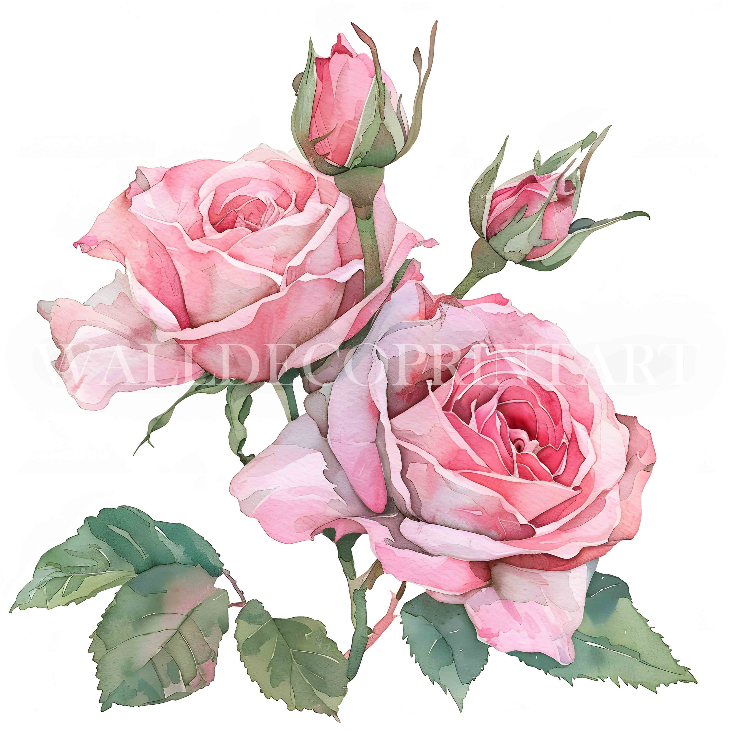 10 Pink Roses Clipart Bundle - 10 High Quality Jpgs - Digital Download ...