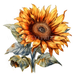 Clipart tournesol aquarelle - 10 fichiers JPG de haute qualité - téléchargement immédiat pour un usage commercial, couleurs vives, créations numériques en papier, tasses, oeuvre d'art