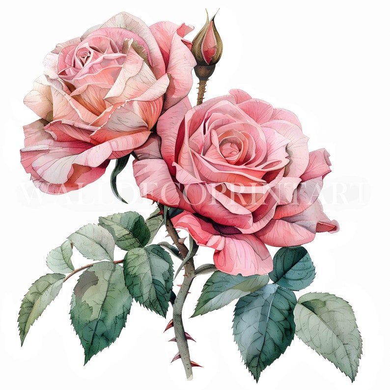 10 Pink Roses Clipart Bundle - 10 High Quality Jpgs - Digital Download ...