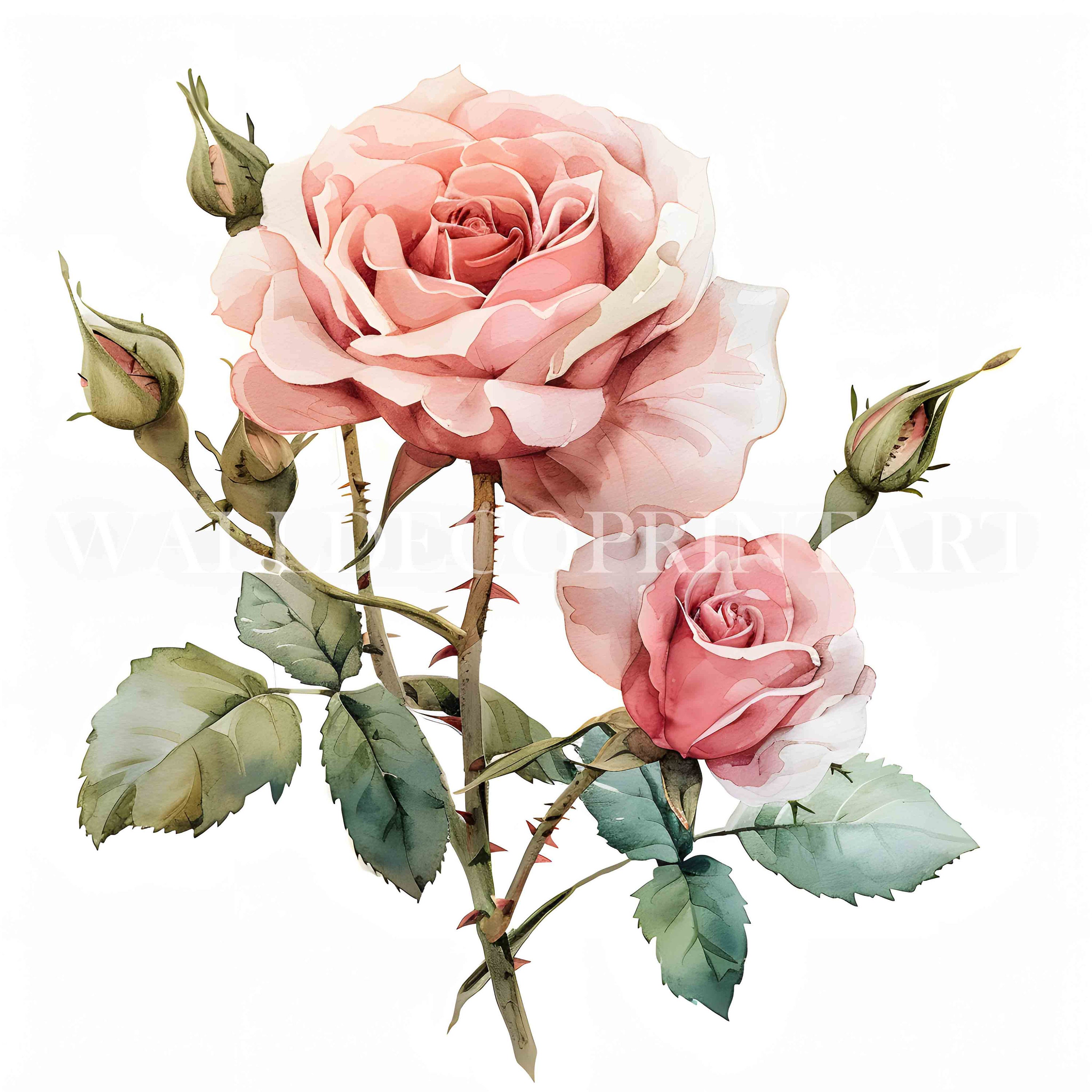 10 Pink Roses Clipart Bundle - 10 High Quality Jpgs - Digital Download ...