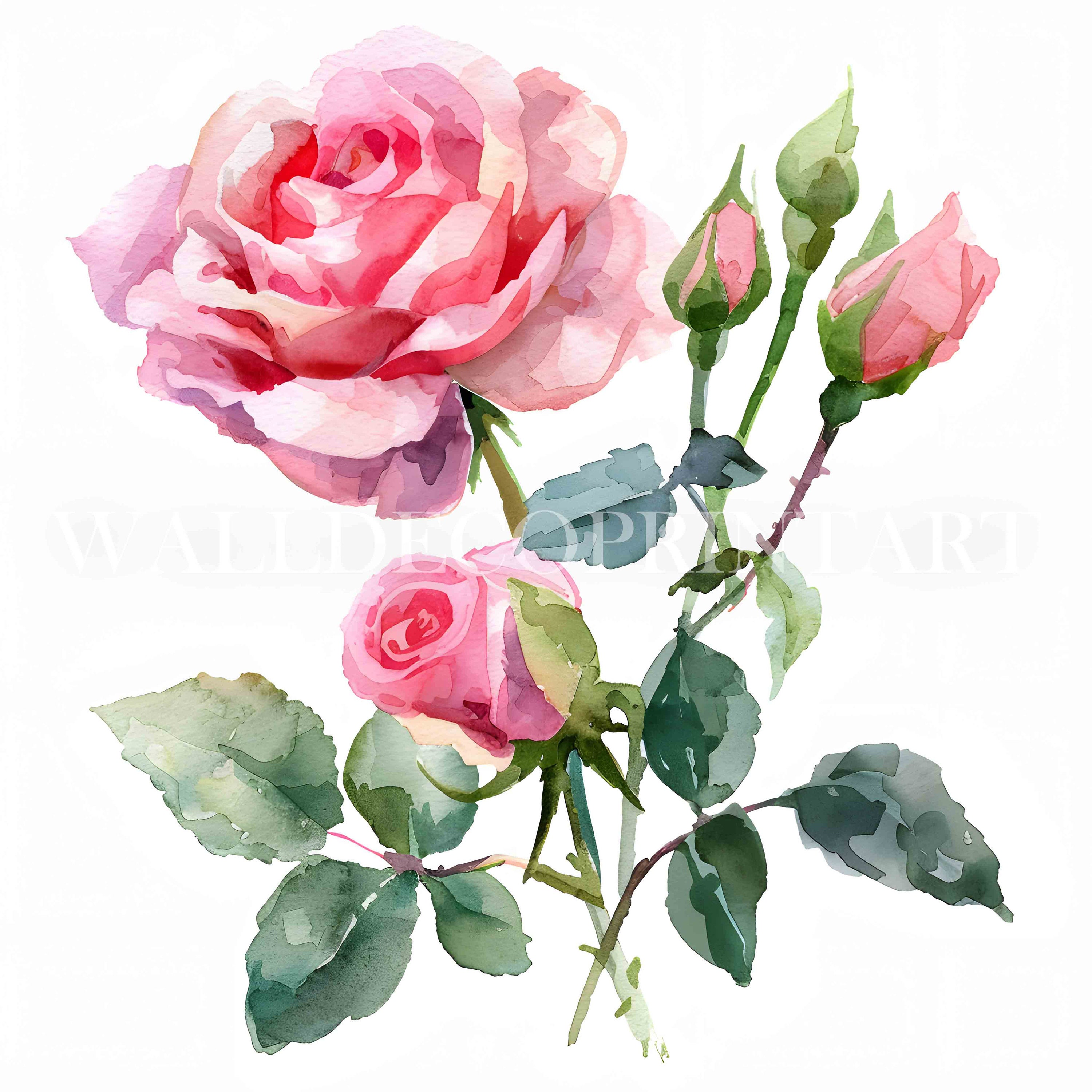 10 Pink Roses Clipart Bundle - 10 High Quality Jpgs - Digital Download ...
