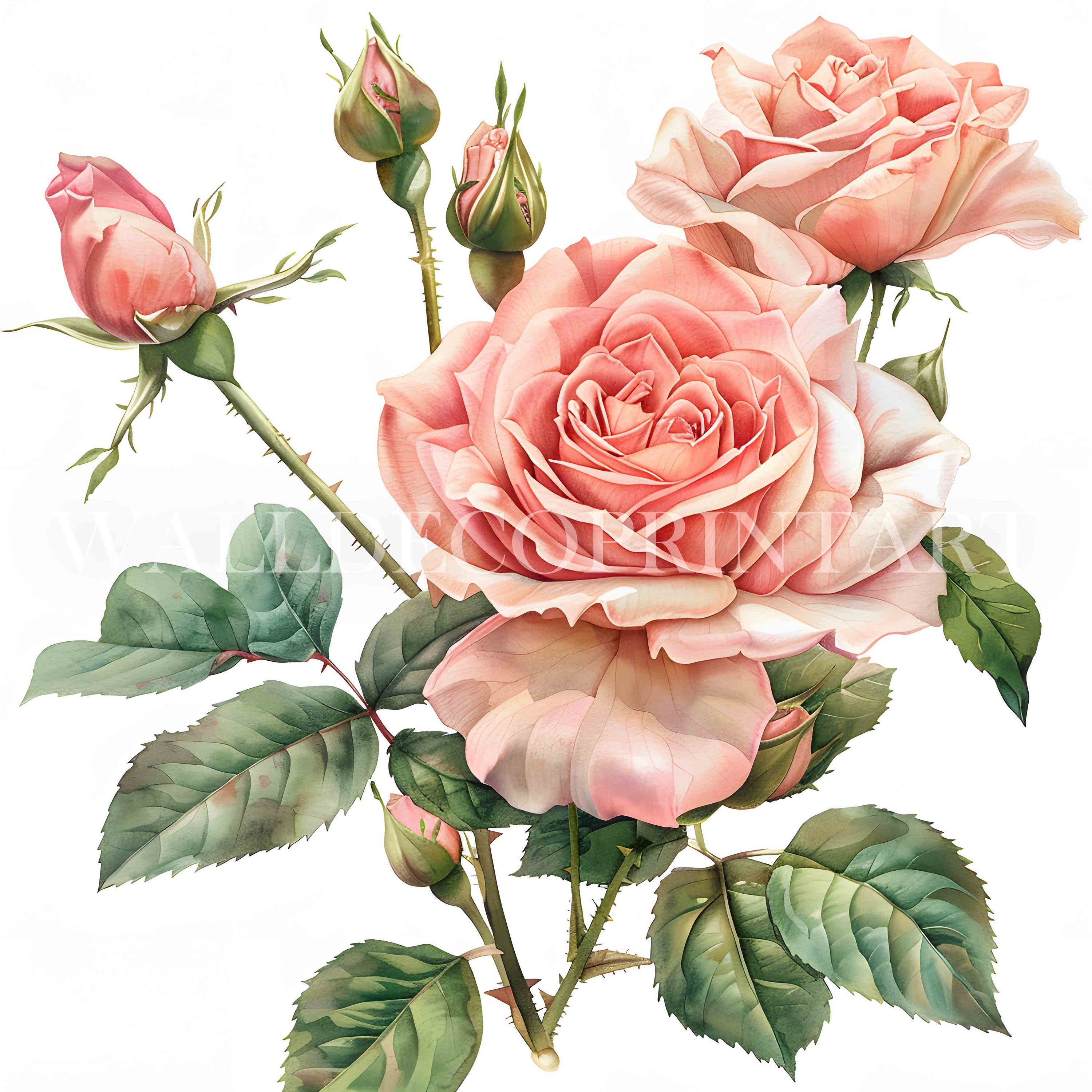 10 Pink Roses Clipart Bundle - 10 High Quality Jpgs - Digital Download ...