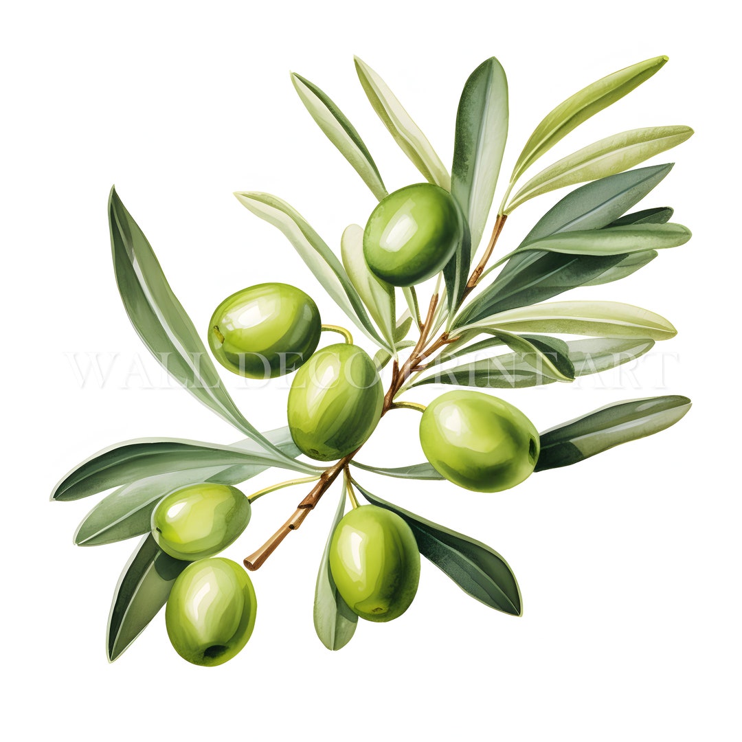 olive-branches-clipart-bundle-10-high-quality-jpgs-digital