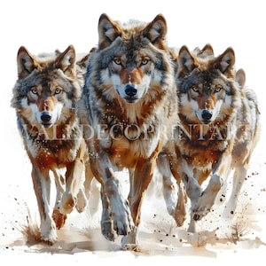 Op de afbeelding: Een aquarel schilderij van drie wolven die op de kijker afrennen. De wolven hebben bruine en grijze vacht met gele ogen. De afbeelding is tegen een witte achtergrond, met spatten van aarde en kleine planten onderaan.