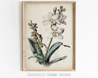 Vintage Flower Art Print, Botanical Drawing, Antique Art, Floral Printable Art, Farmhouse Decor, Digital Download