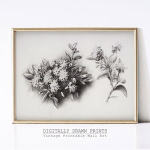 Vintage Botanical Sketch, Botanical Drawing, Antique Art, Floral Printable Art, Farmhouse Decor, Digital Download