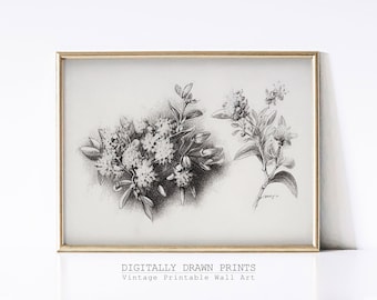 Vintage botanische Skizze, botanische Zeichnung, antike Kunst, florale druckbare Kunst, Bauernhaus Dekor, digitaler Download