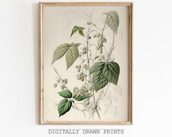 セージグリーンのウォールアートプリント、ヴィンテージ植物スケッチ、植物画、花柄の印刷可能なアート、農家風装飾、デジタルダウンロード