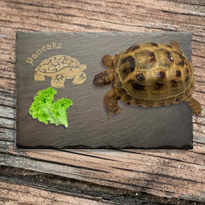 Op de afbeelding: Een leisteen serveerplank met het woord "Pancake" en een schildpadontwerp in het oppervlak geëtst. Een levende schildpad en een stuk groene sla liggen op de plank. De plank rust op een houten oppervlak.