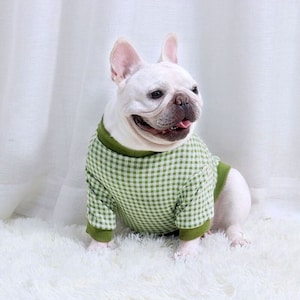 Peut inclure: Un bouledogue fran&ccedil;ais blanc portant un pull &agrave; carreaux vert et blanc. Le chien est assis sur une surface blanche et moelleuse.