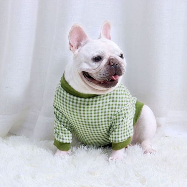 Peut inclure: Un bouledogue fran&ccedil;ais blanc portant un pull &agrave; carreaux vert et blanc. Le chien est assis sur une surface blanche et moelleuse.