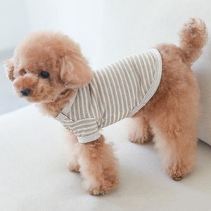 Peut inclure: Un petit chien brun et blanc portant un t-shirt ray&eacute; beige et blanc.