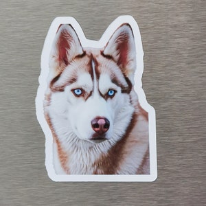 May include: Close-up of a husky dog with brown and white fur and blue eyes. The dog is looking directly at the camera.