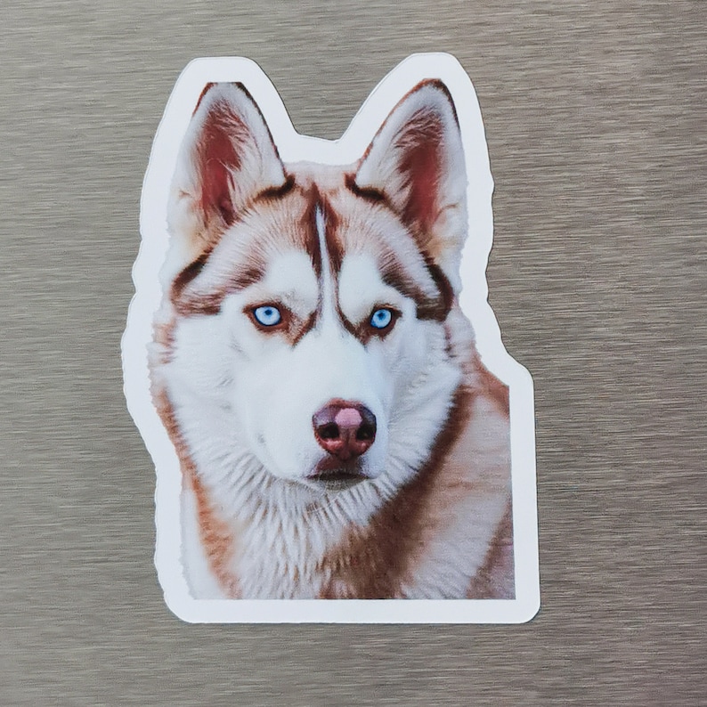 May include: Close-up of a husky dog with brown and white fur and blue eyes. The dog is looking directly at the camera.