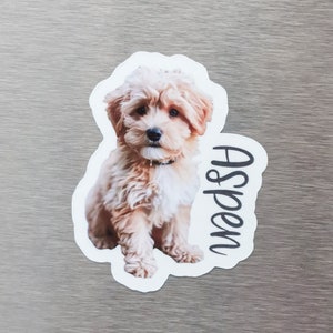 May include: A white sticker with a photo of a small, light brown dog with a white chest. The dog is sitting and looking at the camera. The text "Aspen" is written vertically on the right side of the sticker.