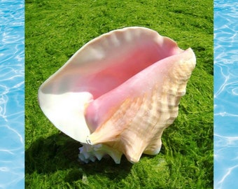 Grote natuurlijke zeeschelp, Koningin conch, Eustrombus gigas, groot, decor, verzamelbaar