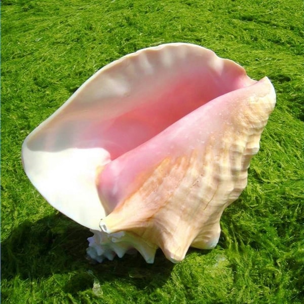 Large Natural Sea shell,Queen conch,Eustrombus gigas,large,decor,collectable