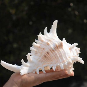 Large Natural Sea shell,Branched Murex conch,large,decor,hermit crab,collectable image 3