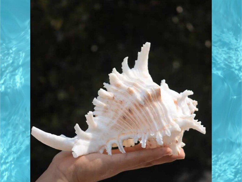 Large Natural Sea shell,Branched Murex conch,large,decor,hermit crab,collectable image 3