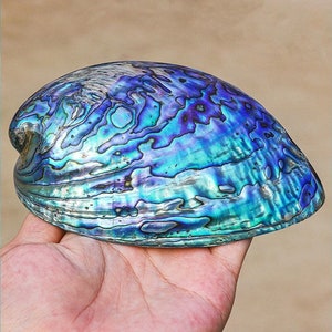 Large Natural abalone shell,Australian,New Zealand abalone shell,aquamarine blue,decor,collectable