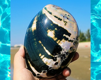 Large Natural abalone shell,Australian,New Zealand black abalone shell,decor,collectable